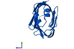 AlphaFold protein structure predicition of Human Recombinant RBP7 Protein, UniprotID Q96R05