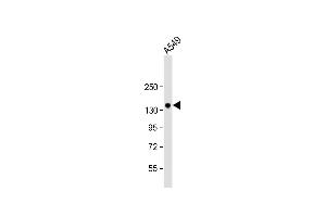 Anti-PRSS7 Antibody  at 1:1000 dilution + A549 whole cell lysate Lysates/proteins at 20 μg per lane. (TMPRSS15 Antikörper  (C-Term))