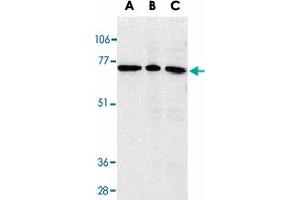 Western blot analysis of AIFM3 in K-562 cell lysate (A), rat heart (B), and mouse heart (C) tissue lysates with AIFM3 polyclonal antibody  at 1 ug/mL . (AIFM3 Antikörper  (AA 517-531))