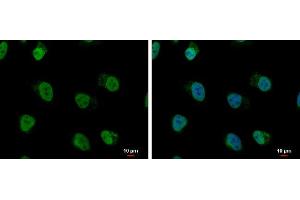ICC/IF Image hnRNP A/B antibody detects hnRNP A/B protein at nucleus by immunofluorescent analysis. (HNRNPAB Antikörper)