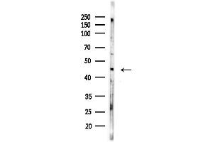 Western blot analysis of lysates from COLO205 cells(heat-shock,45 min treatment), using AIFM2 Antibody at 1/1000 dilution.