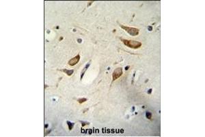 WBP2 Antibody (N-term) A immunohistochemistry analysis in formalin fixed and paraffin embedded human brain tissue followed by peroxidase conjugation of the secondary antibody and DAB staining. (WBP2 Antikörper  (N-Term))