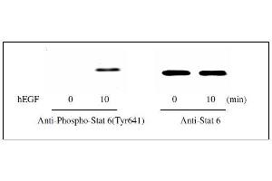 STAT6 ELISA Kit