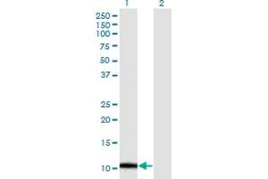 Western Blot analysis of ERAF expression in transfected 293T cell line by ERAF monoclonal antibody (M32), clone 2E4. (aHSP Antikörper  (AA 1-102))