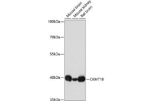 Western blot analysis of extracts of various cell lines, using CKMT1B antibody (ABIN3017245, ABIN3017246, ABIN3017247 and ABIN6220012) at 1:3000 dilution. (CKMT1B Antikörper  (AA 1-85))