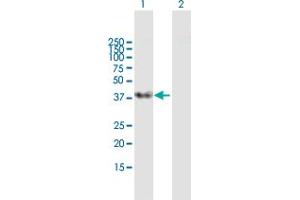 Western Blot analysis of SFRS5 expression in transfected 293T cell line by SFRS5 MaxPab polyclonal antibody.