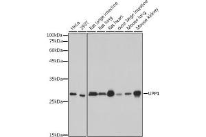 Western blot analysis of extracts of various cell lines, using UPP1 antibody (ABIN7271232) at 1:1000 dilution. (UPP1 Antikörper)