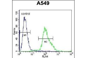 FOXN1 Antibody (Center) (ABIN655992 and ABIN2845374) flow cytometric analysis of A549 cells (right histogram) compared to a negative control cell (left histogram).