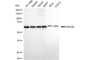 Western blotting analysis using MEX3D antibody (ABIN7799402).