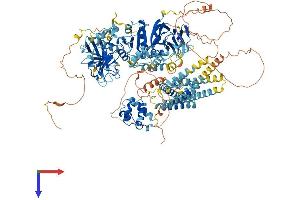 DGKD Protein (AA 1-1214) (His tag)