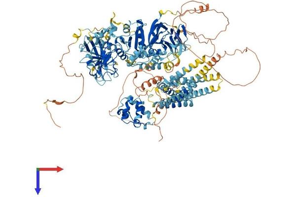 DGKD Protein (AA 1-1214) (His tag)