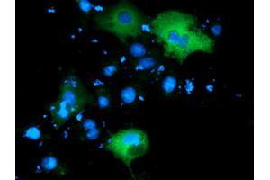 Anti-PIK3AP1 mouse monoclonal antibody (ABIN2453459) immunofluorescent staining of COS7 cells transiently transfected by pCMV6-ENTRY PIK3AP1 (RC214125). (PIK3AP1 Antikörper)