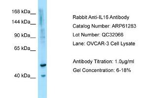 Western Blotting (WB) image for anti-Interleukin 16 (IL16) (N-Term) antibody (ABIN2788749)