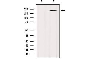 Western blot analysis of extracts from COS-7, using MYH2 Antibody.