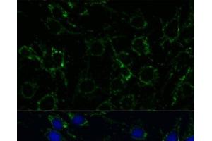 Immunofluorescence analysis of C6 cells using GLUD1 Polyclonal Antibody at dilution of 1:100.