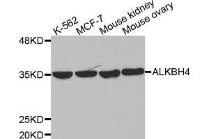 anti-AlkB, Alkylation Repair Homolog 4 (E. Coli) (ALKBH4) antibody