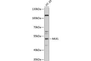 Western blot analysis of extracts of HT-29 cells, using MLKL antibody (ABIN6130556, ABIN6143880, ABIN6143884 and ABIN6217451) at 1:1000 dilution. (MLKL Antikörper)