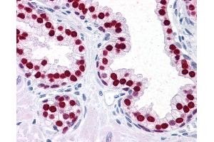 Anti-FOXA1 antibody IHC of human prostate. (FOXA1 Antikörper  (AA 367-473))