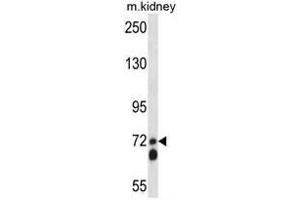 APLP2 Antibody (C-term) western blot analysis in mouse kidney tissue lysates (35µg/lane). (APLP2 Antikörper  (C-Term))