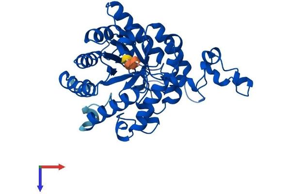 BHMT2 Protein (AA 1-363) (His tag)