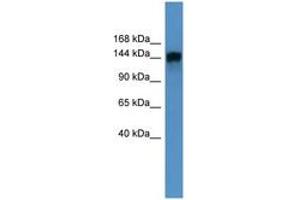 Image no. 1 for anti-Phosphatidylinositol Transfer Protein, Membrane-Associated 1 (PITPNM1) (AA 117-166) antibody (ABIN6746671) (PITPNM1 Antikörper  (AA 117-166))