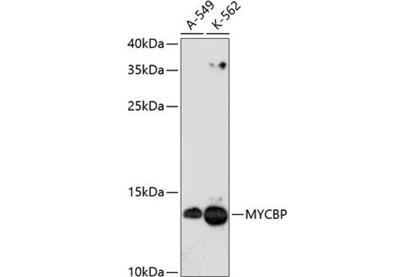 MYCBP antibody  (AA 1-103)