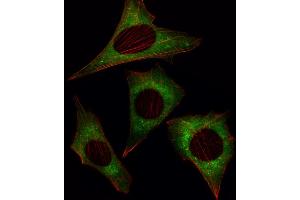 Fluorescent image of NIH/3T3 cell stained with MOB4A Antibody (C-term) (ABIN391030 and ABIN2841198). (MOBKL1A Antikörper  (C-Term))