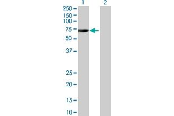 PAX3 and PAX7 Binding Protein 1 (PAXBP1) (AA 1-398) anticorps