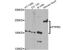 Western blot analysis of extracts of various cell lines, using PTPRD Antibody. (PTPRD Antikörper)