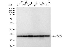 anti-ER Membrane Protein Complex Subunit 4 (EMC4) antibody