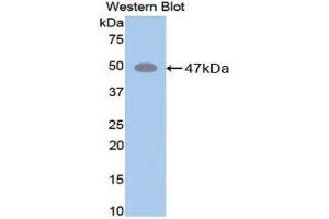 Western Blotting (WB) image for anti-Elastin (ELN) (AA 266-443) antibody (ABIN3206835)