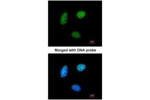 Immunofluorescence (IF) image for anti-MAF1 Homolog (MAF1) (Center) antibody (ABIN2856430)