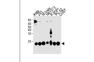 PIN1 Antibody (ABIN1882275 and ABIN2843608) western blot analysis in Hela,293,mouse NIH/3T3,PC-12,COS-7 cell line and mouse brain,rat brain tissue lysates (35 μg/lane). (PIN1 Antikörper)