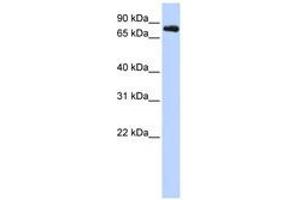 Image no. 1 for anti-Potassium Voltage-Gated Channel, Shaw-Related Subfamily, Member 3 (KCNC3) (AA 468-517) antibody (ABIN6740413) (KCNC3 Antikörper  (AA 468-517))