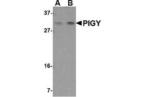 Western Blotting (WB) image for anti-Phosphatidylinositol Glycan Anchor Biosynthesis, Class Y (PIGY) (Middle Region) antibody (ABIN1031038) (PIGY Antikörper  (Middle Region))