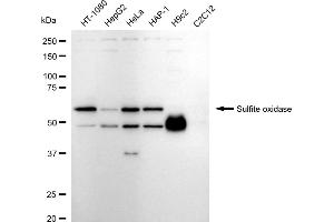 Western blotting analysis using Sulfite oxidase antibody (ABIN7800456).