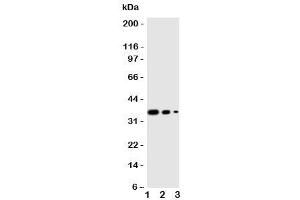 Western blot testing of WNT2B antibody and human recombinant protein, 36KD with tag