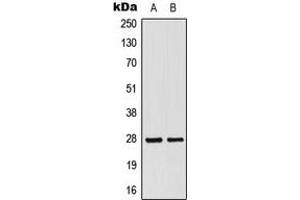 Western blot analysis of MRPL16 expression in HepG2 (A), HeLa (B) whole cell lysates.