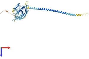 Septin 14 Protein (SEPT14) (AA 1-430) (His tag)