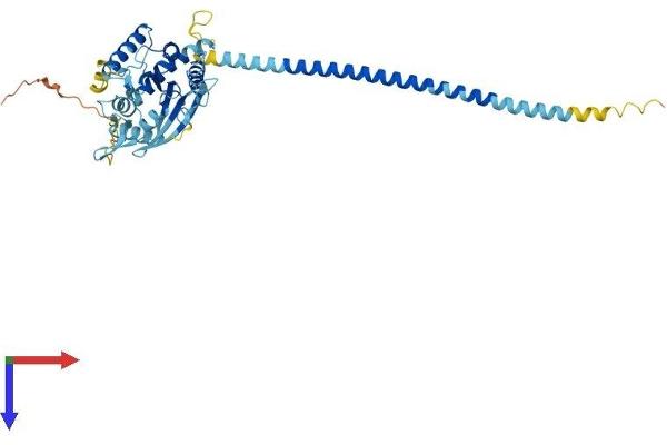 Septin 14 Protein (SEPT14) (AA 1-430) (His tag)