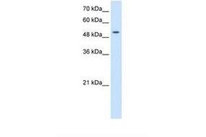 Image no. 1 for anti-Solute Carrier Family 41, Member 2 (SLC41A2) (AA 104-153) antibody (ABIN387738) (SLC41A2 Antikörper  (AA 104-153))