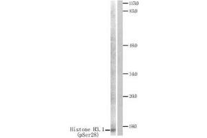 Western blot analysis of extracts from HuvEc cells treated with Serum. (Histone H3.1 Antikörper  (pSer28))