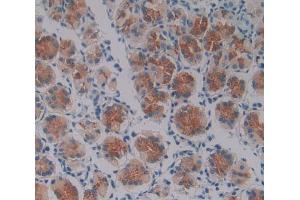 Used in DAB staining on fromalin fixed paraffin- embedded stomach tissue (Oncostatin M Antikörper  (AA 26-220))