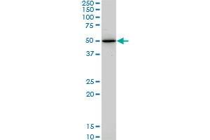 Western Blotting (WB) image for anti-Hepatocyte Nuclear Factor 4, alpha (HNF4A) (AA 324-423) antibody (ABIN561308)