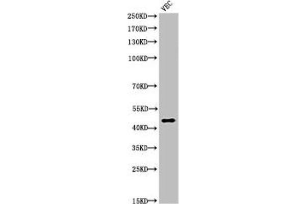 KLKB1 antibody  (Cleaved-Arg390)