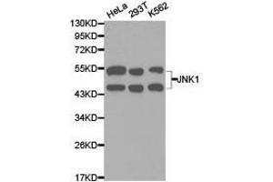 Western Blotting (WB) image for anti-Mitogen-Activated Protein Kinase 8 (MAPK8) antibody (ABIN1873631) (JNK Antikörper)