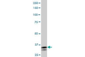 SHOX2 monoclonal antibody (M01), clone 1D1 Western Blot analysis of SHOX2 expression in PC-12 .
