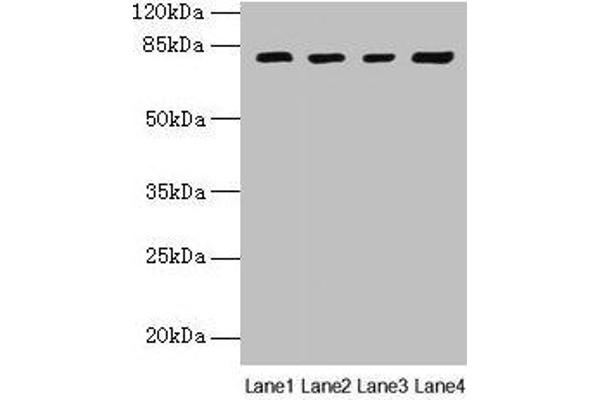 DHX35 Antikörper  (AA 1-300)