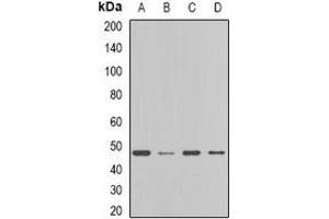 Western blot analysis of FDFT1 expression in MCF7 (A), HT29 (B), mouse liver (C), rat liver (D) whole cell lysates. (FDFT1 Antikörper)
