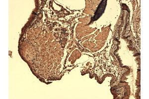 Immunohistochemistry analysis using Mouse Anti-Sodium Iodide Symporter Monoclonal Antibody, Clone 14F . (SLC5A5 Antikörper  (AA 468-643) (Atto 488))